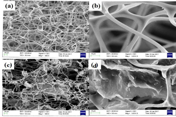 electron-microscope-scanning-of-the-corresponding-microstructure-of-blank-sponge-and-graphene-supported-sponge.jpg
